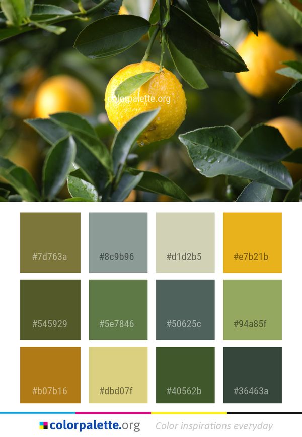Citrus Fruit Valencia Orange Color Palette