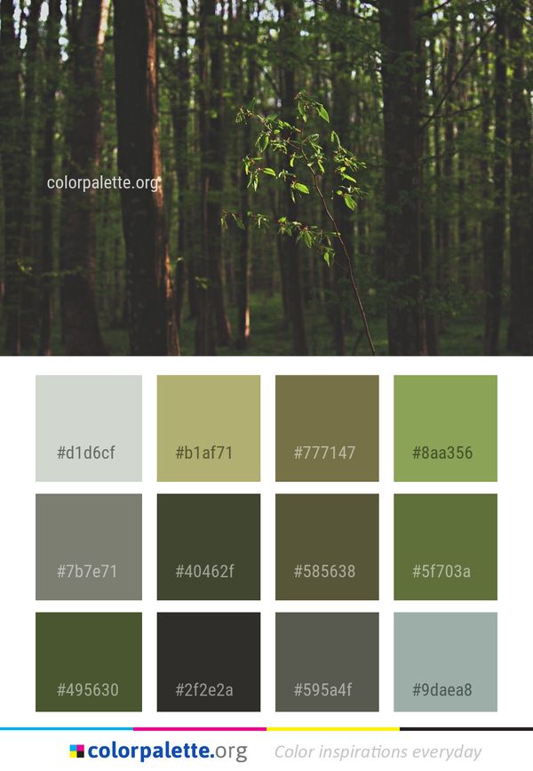 Ecosystem Nature Forest Color Palette