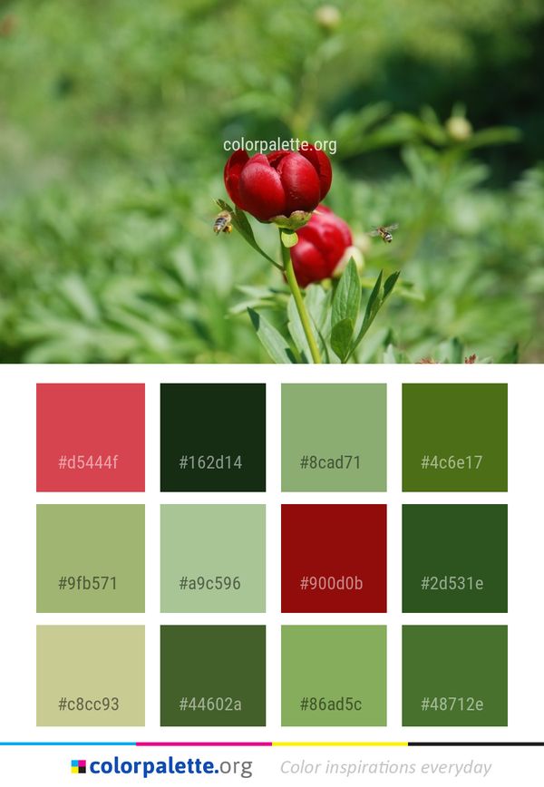 Flower Plant Flora Color Palette