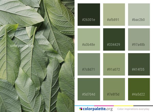 Leaf Plant Xanthosoma Color Palette