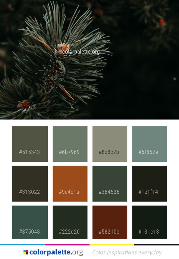 Pine Family Tree Flora Color Palette
