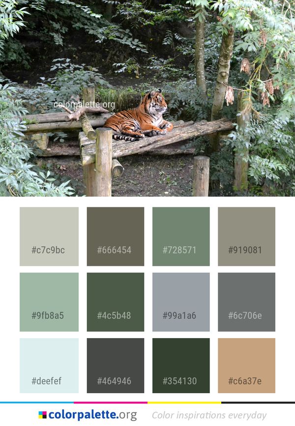 Wildlife Tiger Mammal Color Palette