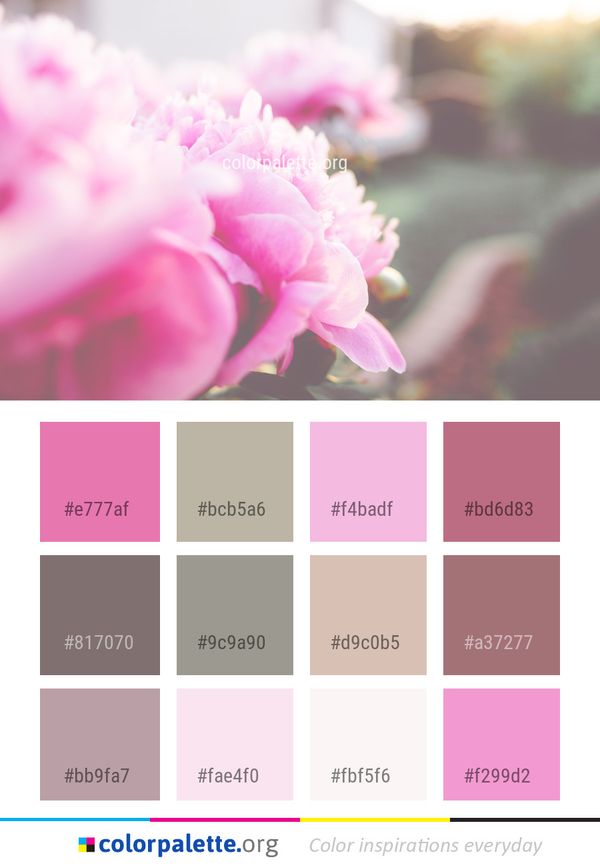 Flower Pink Blossom Color Palette