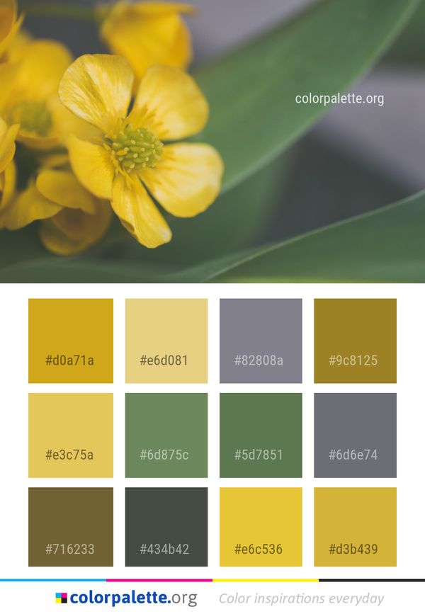 Flower Yellow Flora Color Palette