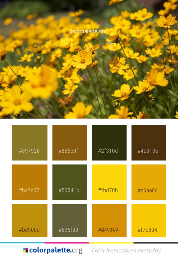 Flower Yellow Flora Color Palette
