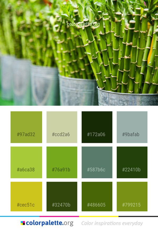 Grass Family Plant Stem Color Palette
