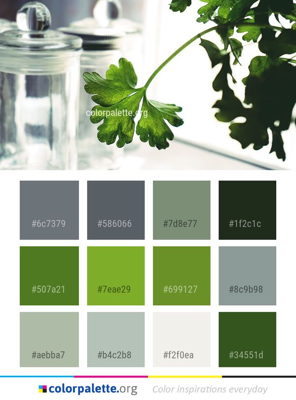 Leaf Plant Vegetable Color Palette