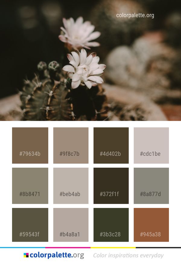 Flower Plant Flora Color Palette