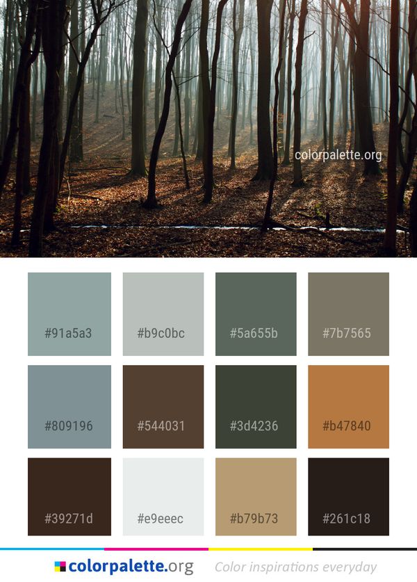 Forest Tree Woodland Color Palette