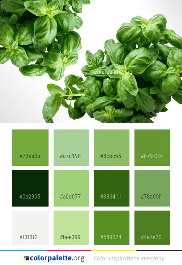 Basil Vegetable Plant Color Palette