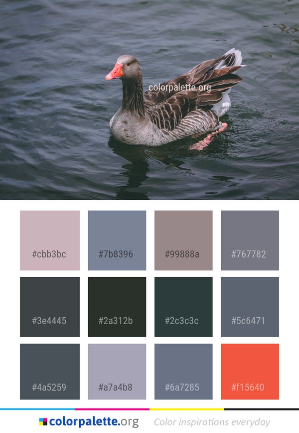 Bird Water Duck Color Palette