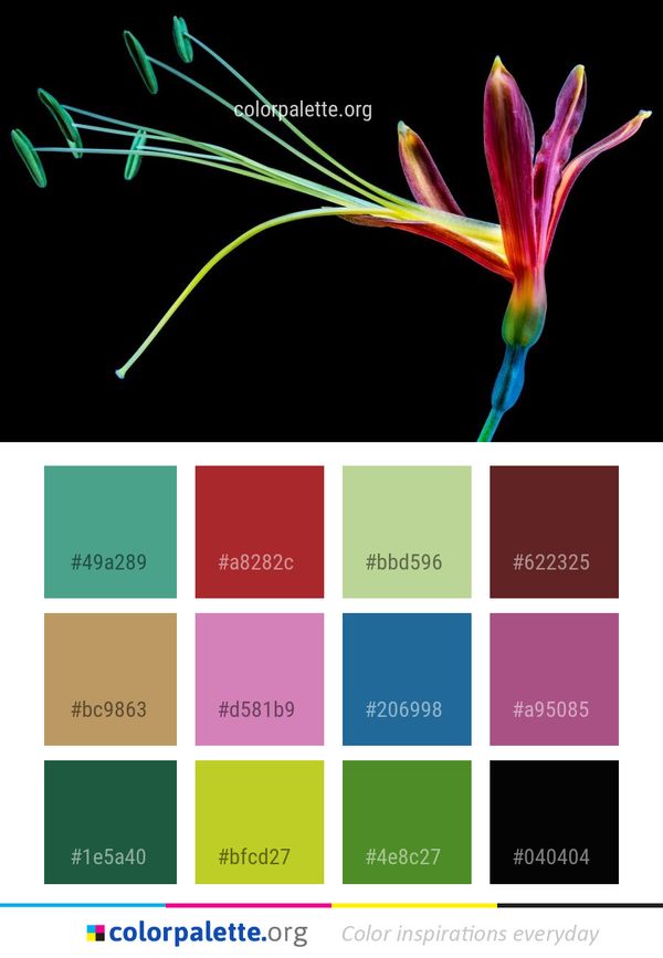 Flower Plant Flora Color Palette