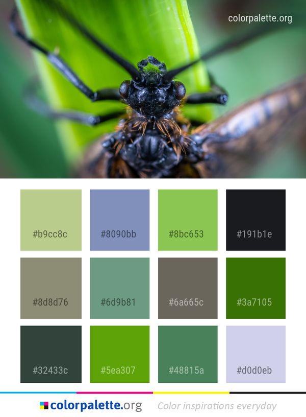 Insect Macro Photography Close Up Color Palette