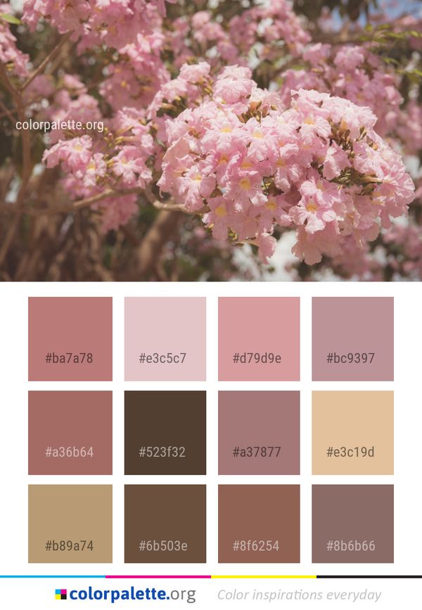 Pink Flower Blossom Color Palette