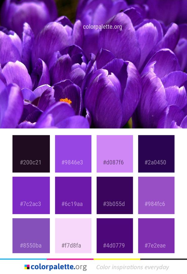 Flower Blue Crocus Color Palette