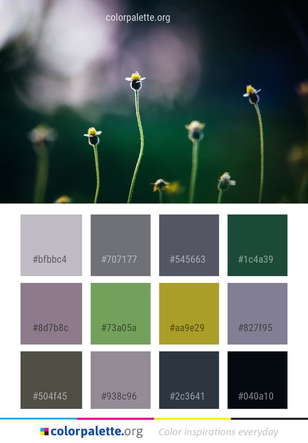 Flower Macro Photography Flora Color Palette