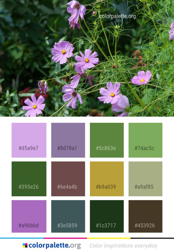 Flower Plant Flora Color Palette