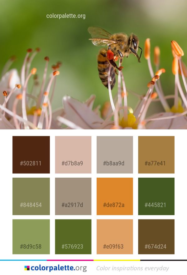Honey Bee Insect Color Palette