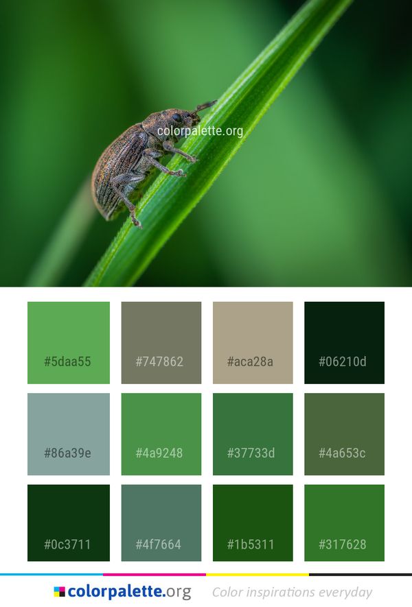 Insect Macro Photography Fauna Color Palette