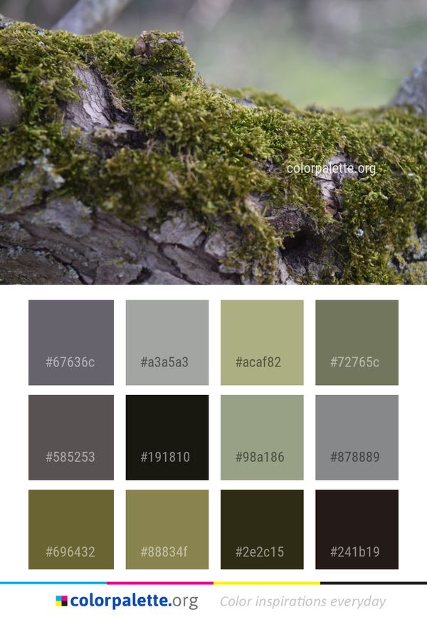 Vegetation Plant Moss Color Palette
