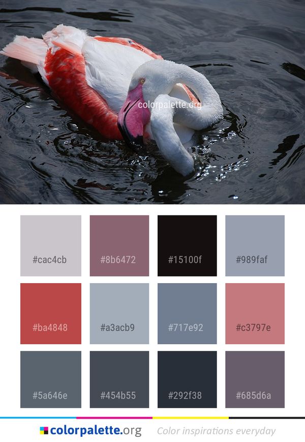 Water Bird Color Palette