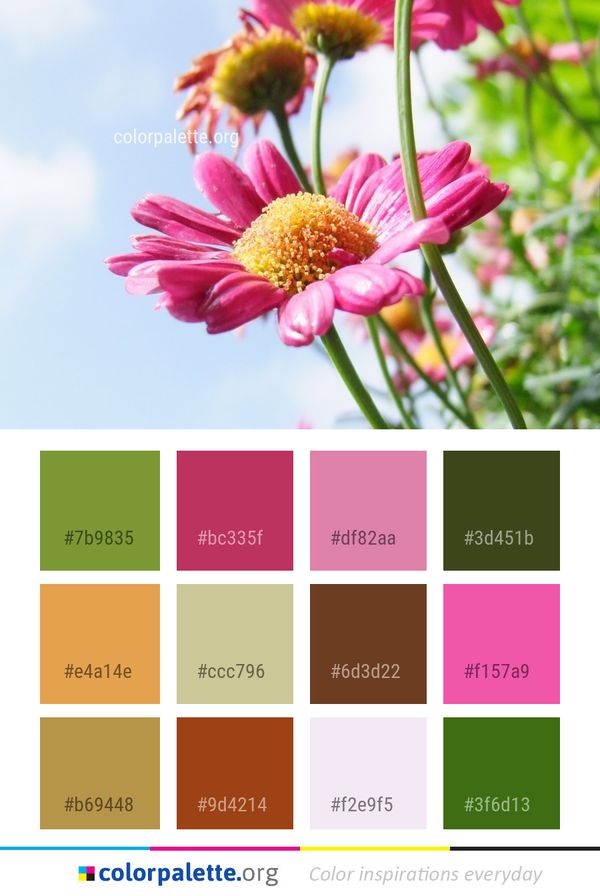 Flower Flowering Plant Color Palette