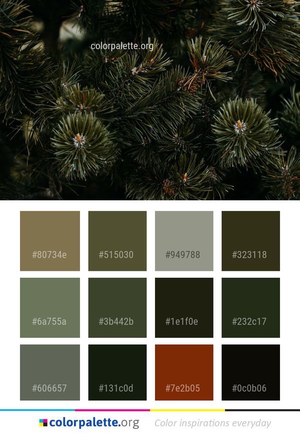 Pine Family Spruce Tree Color Palette