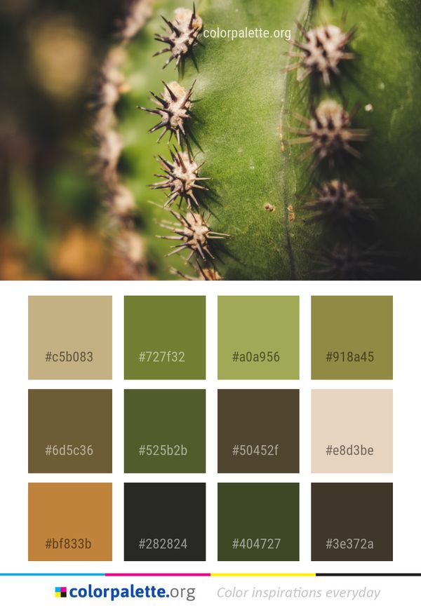 Thorns Spines And Prickles Flora Vegetation Color Palette