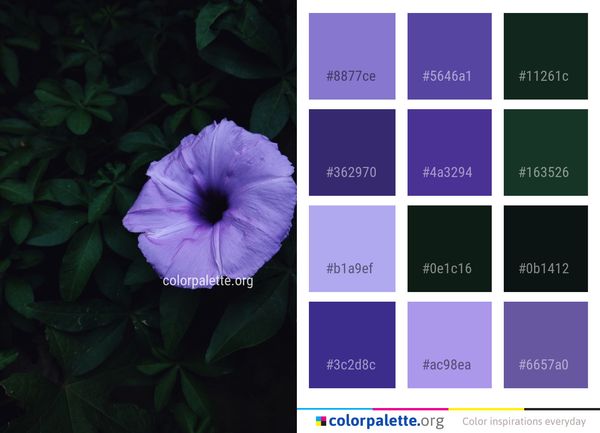 Flower Plant Flora Color Palette