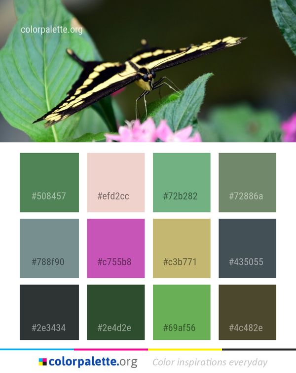 Insect Butterfly Moths And Butterflies Color Palette