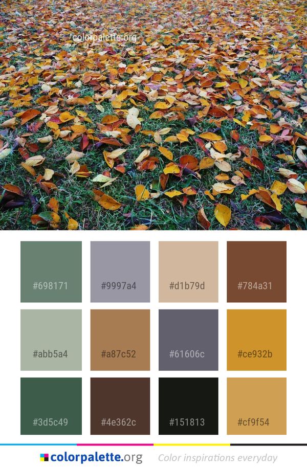 Leaf Deciduous Autumn Color Palette