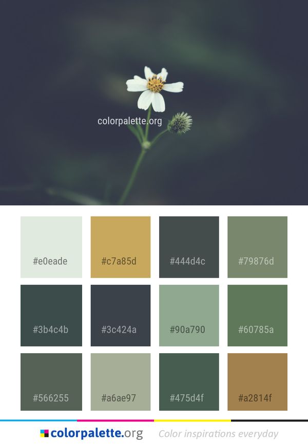 Flower Flora Macro Photography Color Palette
