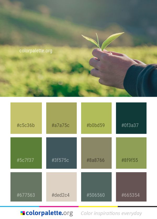 Green Leaf Grass Color Palette