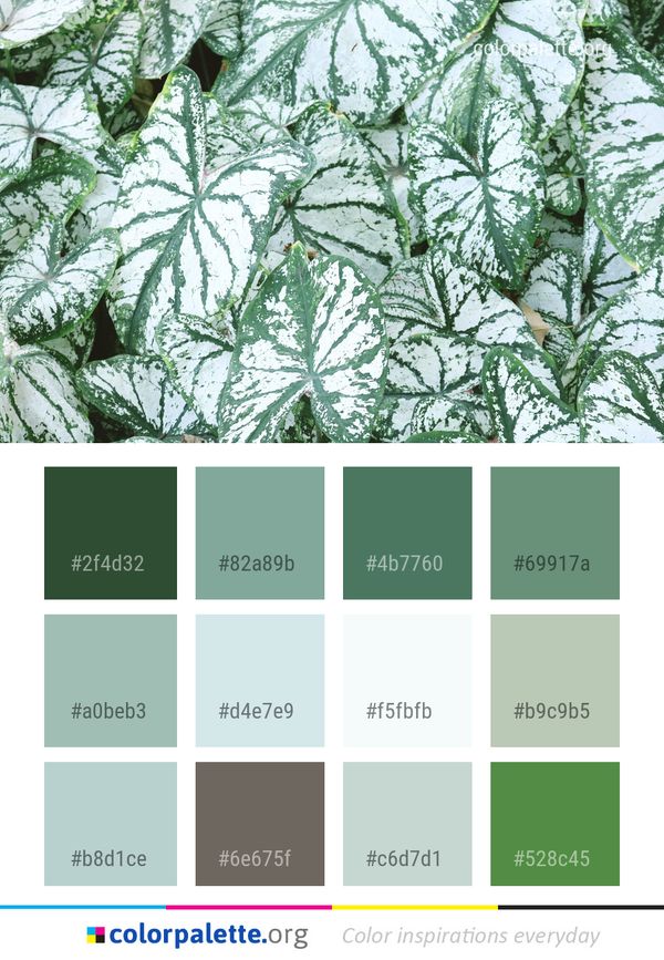 Plant Leaf Vegetation Color Palette