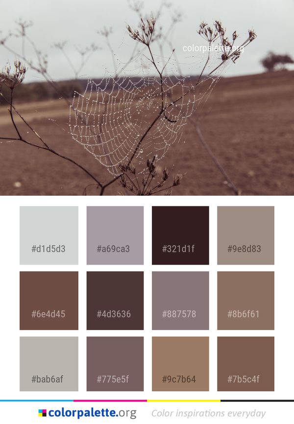 Spider Web Branch Morning Color Palette