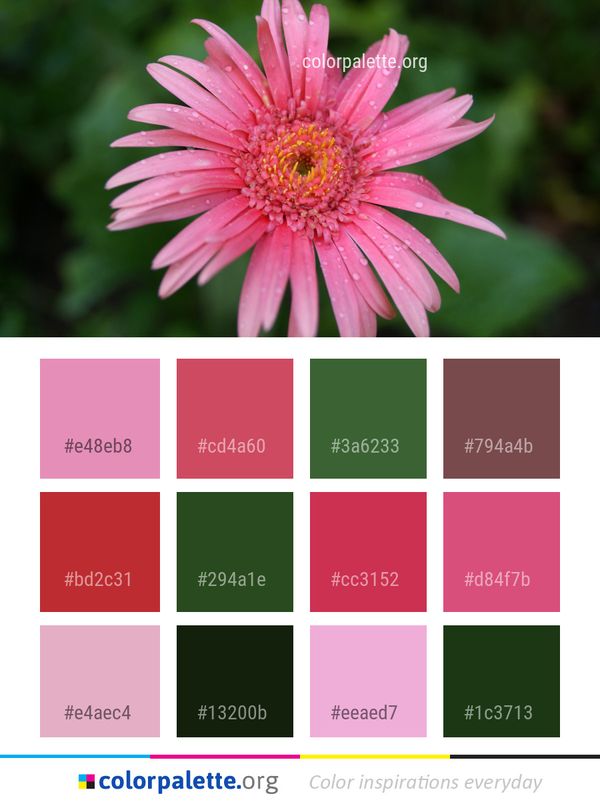 Flower Flora Close Up Color Palette
