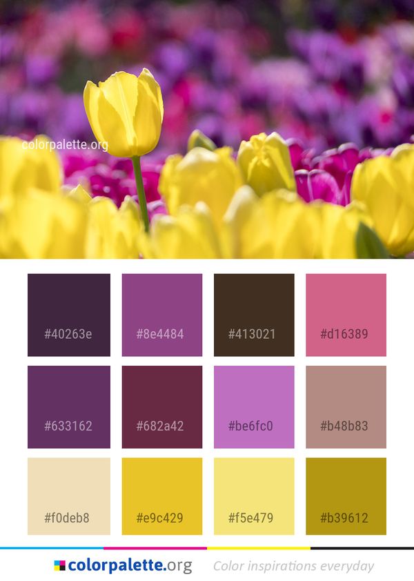 Flower Flowering Plant Yellow Color Palette