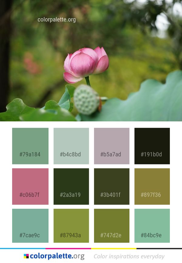 Flower Lotus Sacred Color Palette