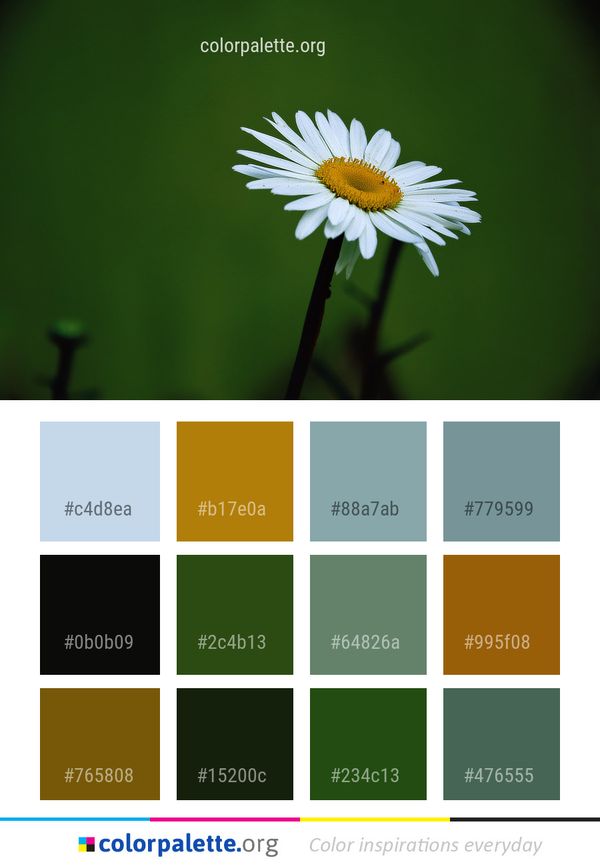 Flower Oxeye Daisy Color Palette