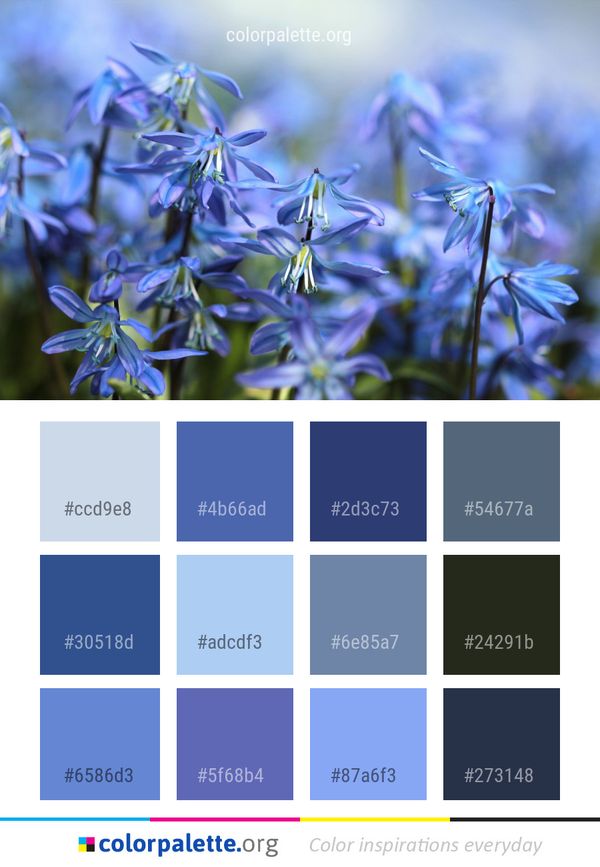 Flower Blue Plant Color Palette