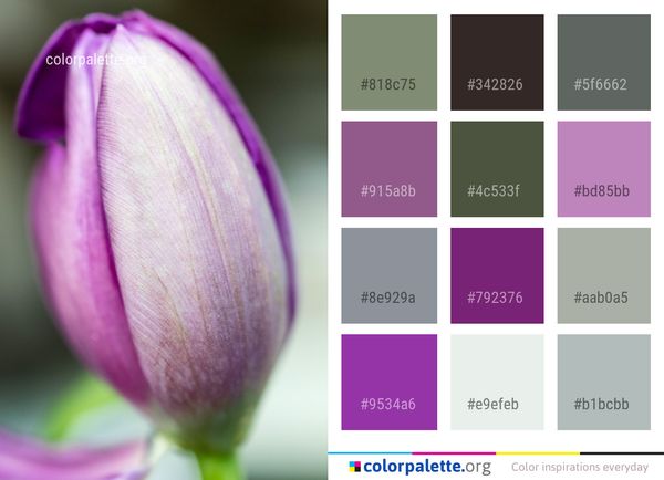 Flower Purple Violet Color Palette