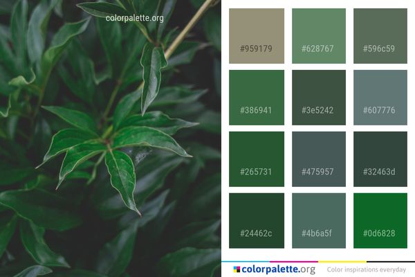 Plant Leaf Vegetation Color Palette