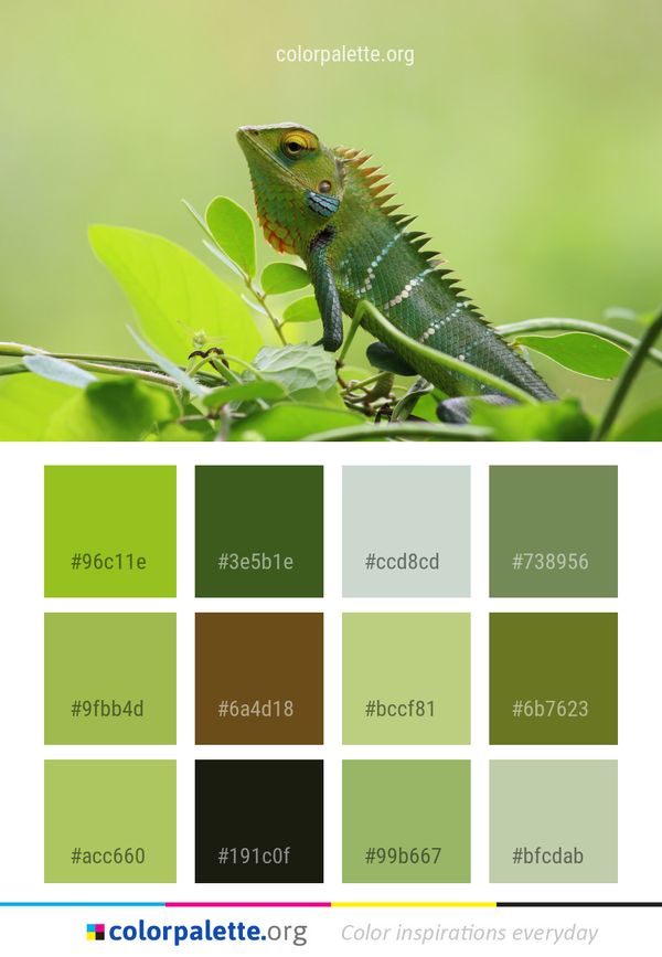 Reptile Lizard Iguania Color Palette