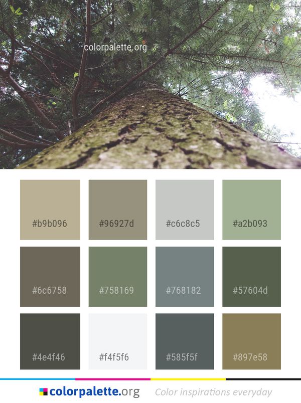 Tree Vegetation Woody Plant Color Palette