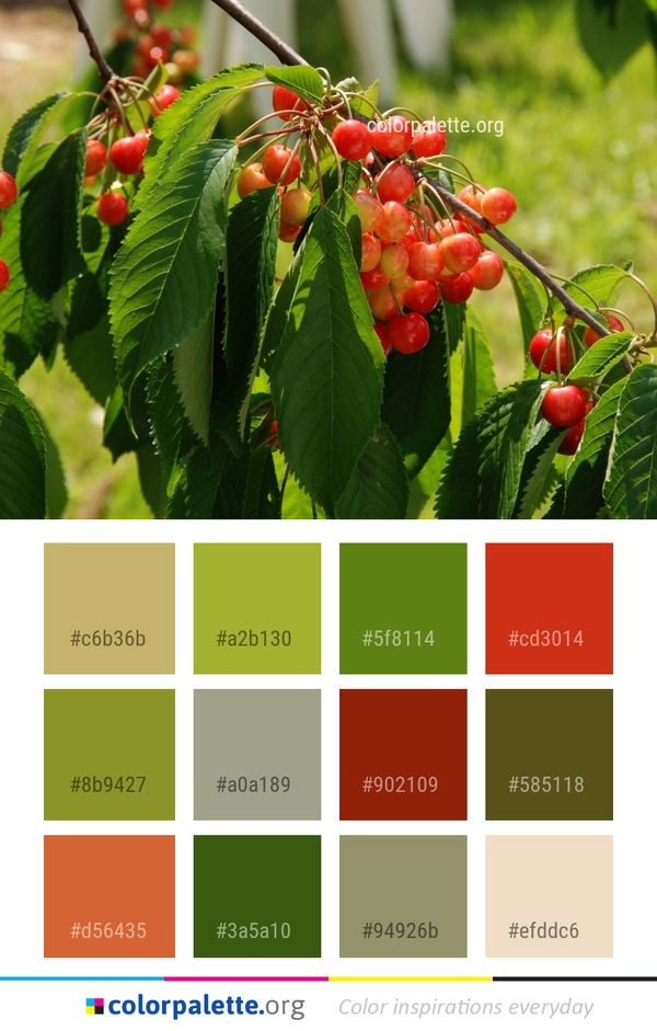 Cherry Fruit Plant Color Palette
