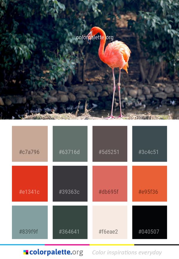 Flamingo Bird Water Color Palette