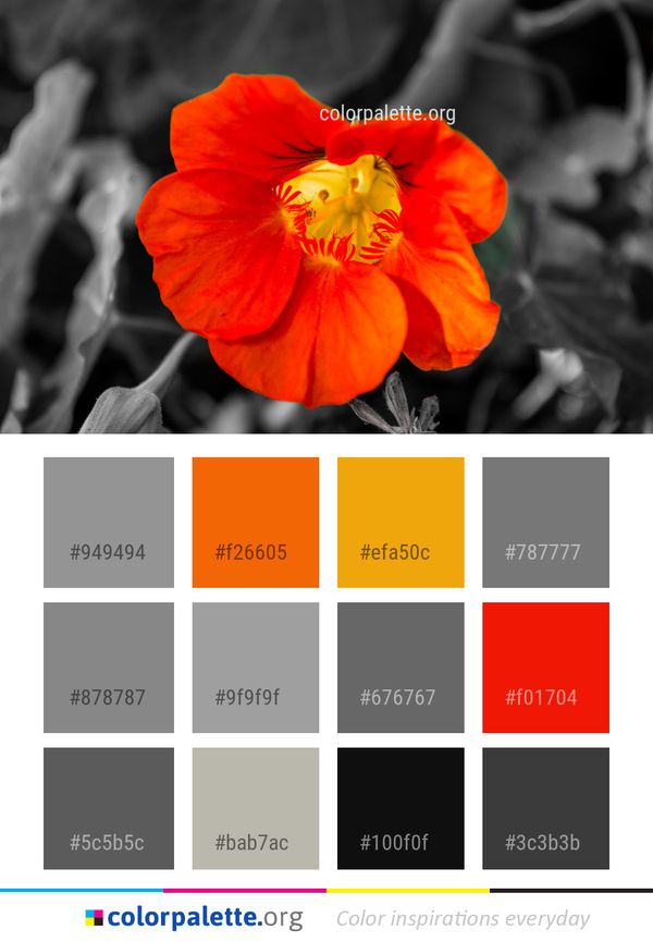 Flower Flora Plant Color Palette