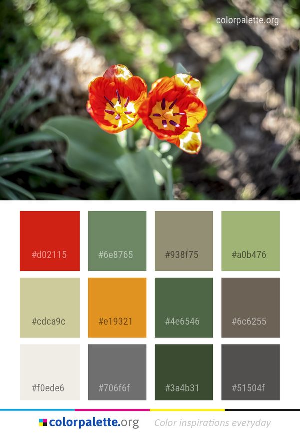 Flower Plant Flora Color Palette