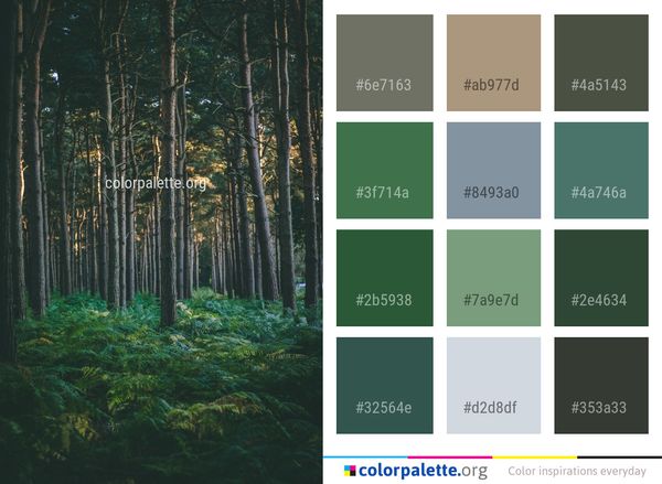 Forest Ecosystem Nature Color Palette