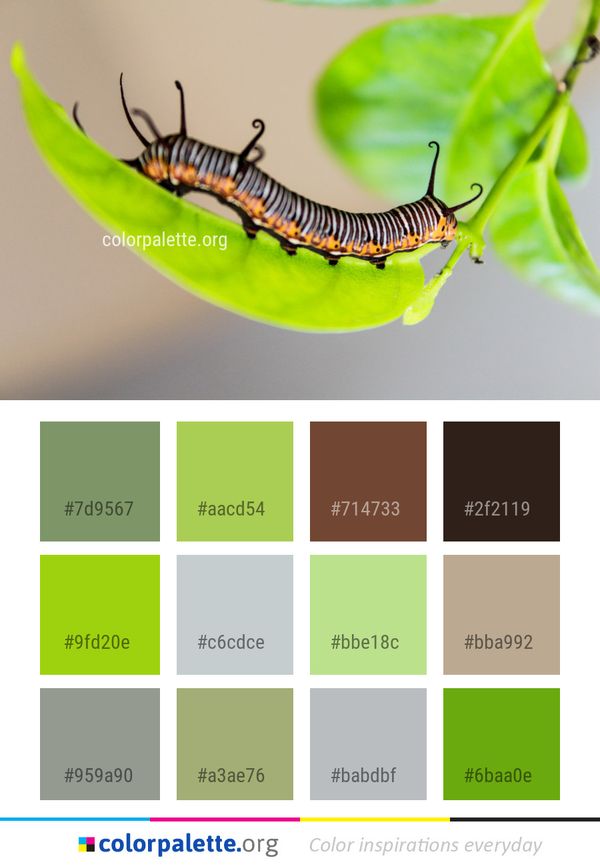 Insect Caterpillar Invertebrate Color Palette